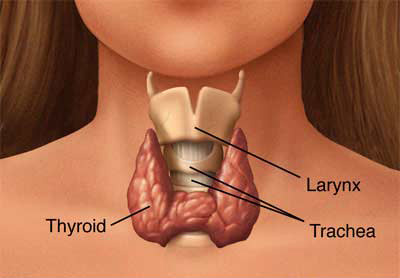 thyroid-gland-illustration