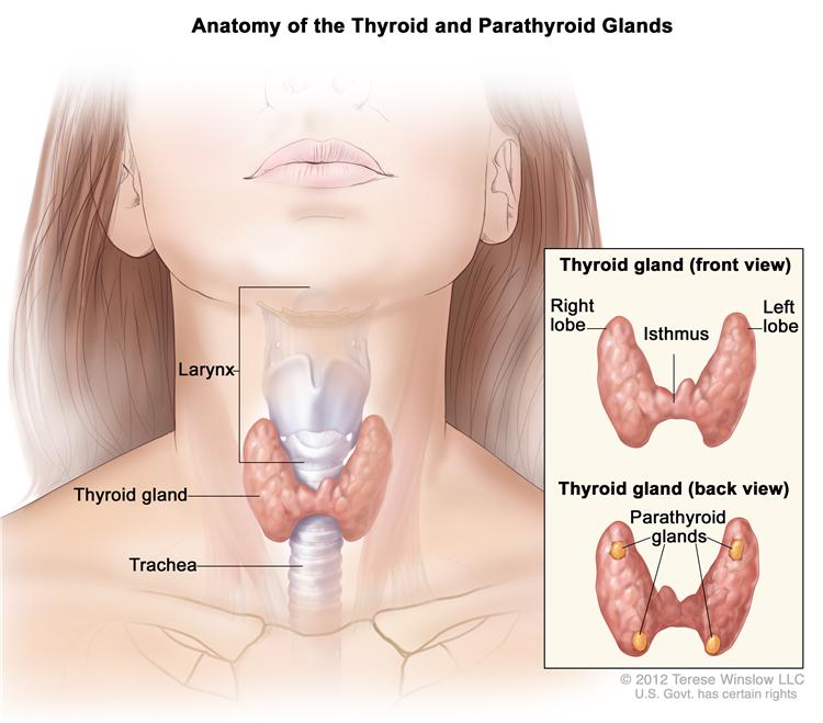 Thyroid & Parathyroid 2015