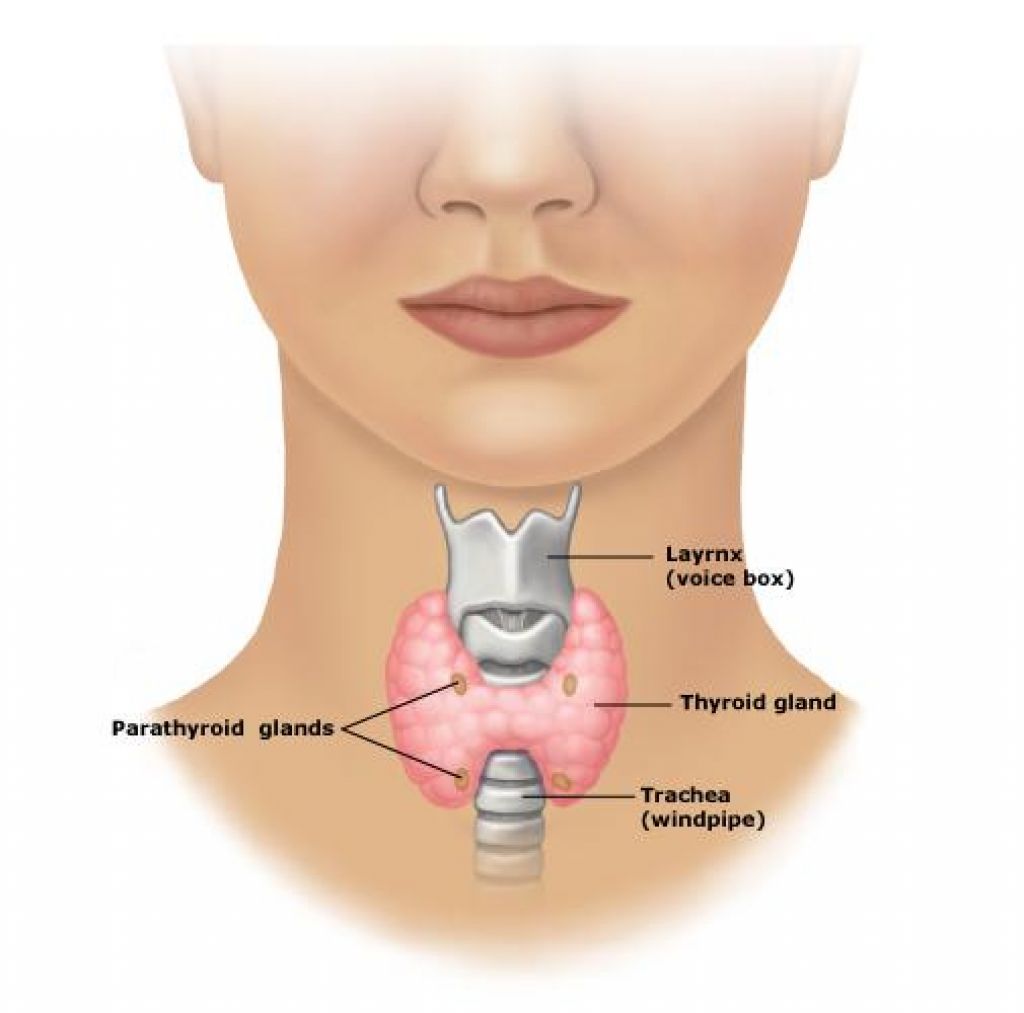 thyroid-gland-parathyroid 2015