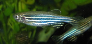 Scoliosis Gene and Zebra Fish